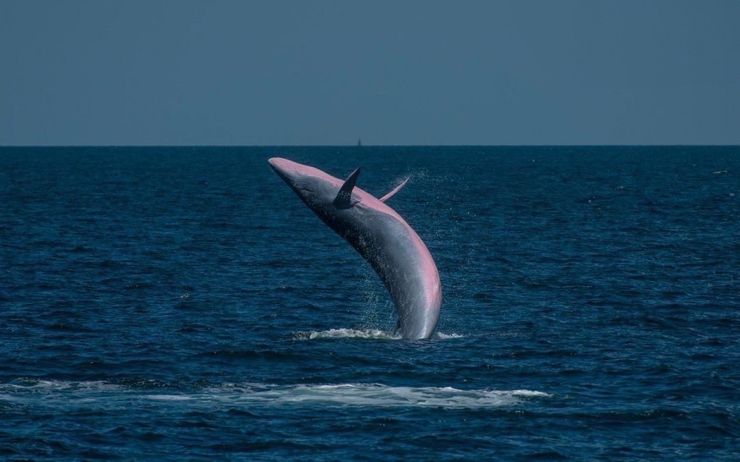 Whale-Watching in the Upper Gulf of Thailand