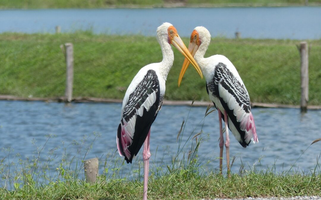 Bird Watching in Laem Phak Bia Mangrove Forests, Phetchaburi Province