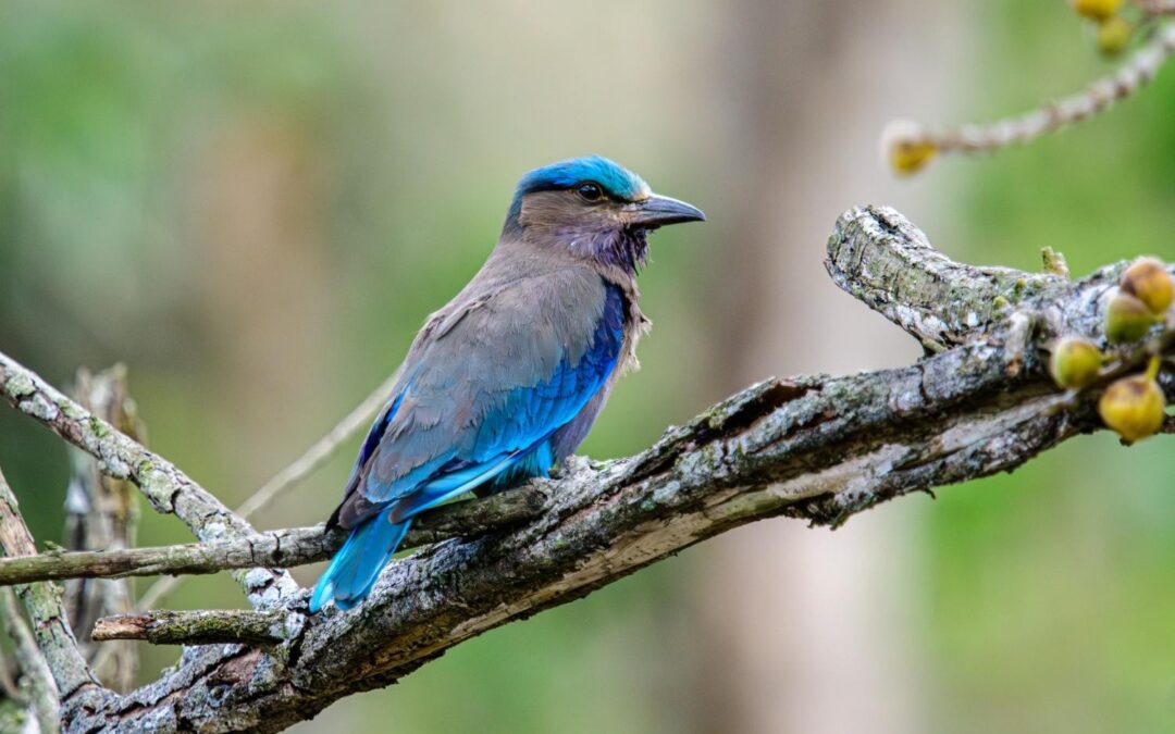 Explore Urban Bangkok’s Birdlife: Benjakitti Park