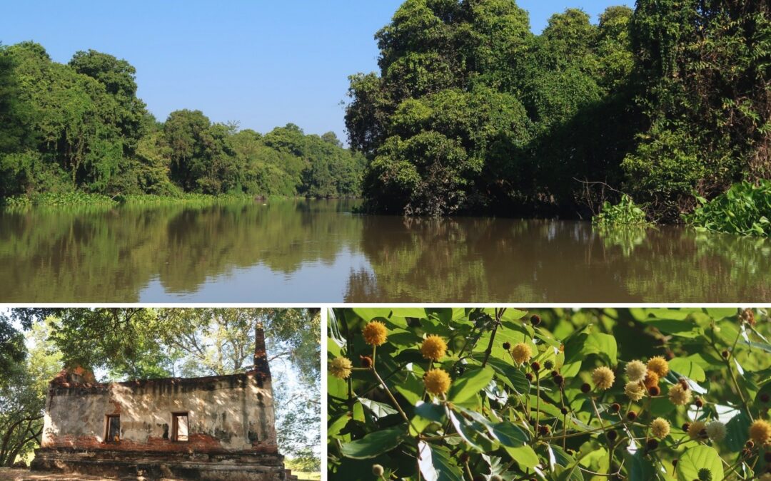 Drifting Along an Ancient Canal: Water, Plants and Ayutthaya’s Biocultural Heritage