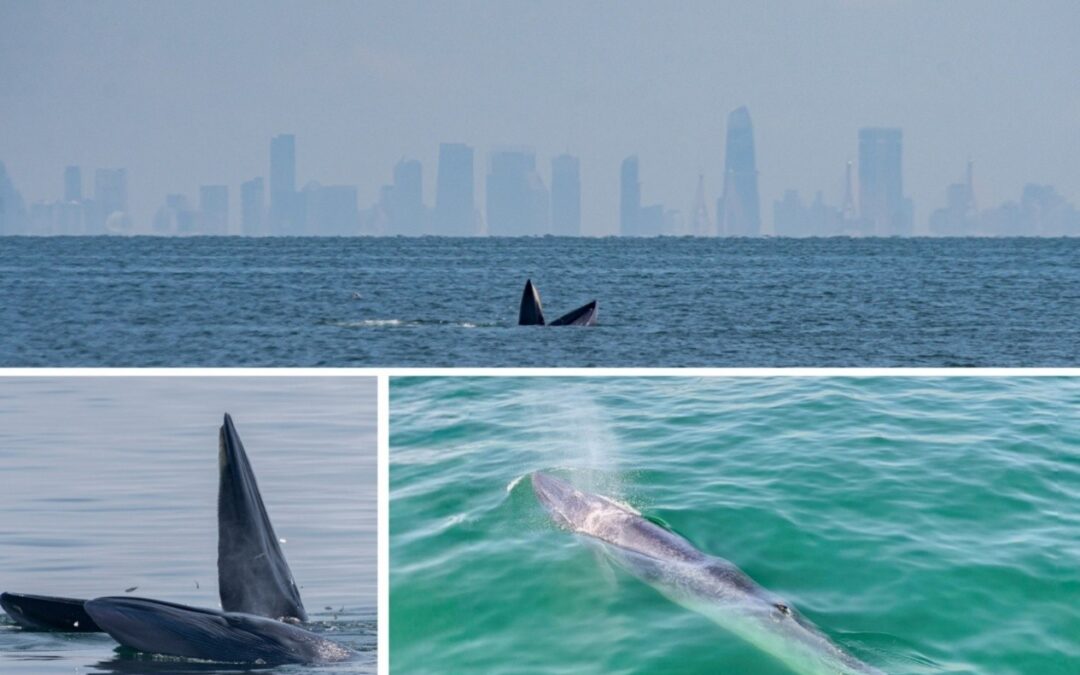 Whale-Watching in the Upper Gulf of Thailand